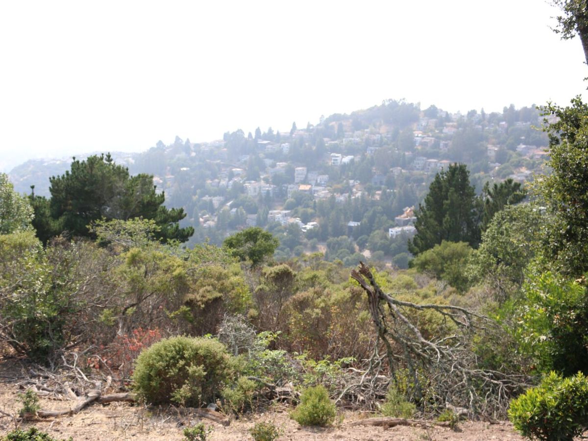 Dried, dead brush sits on the side of Grizzly Peak Boulevard where the 1991 Oakland-Berkeley Firestorm ignited.