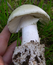 Destroying Angel