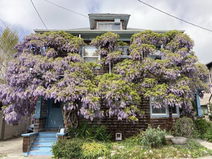 Wisteria in Berkeley