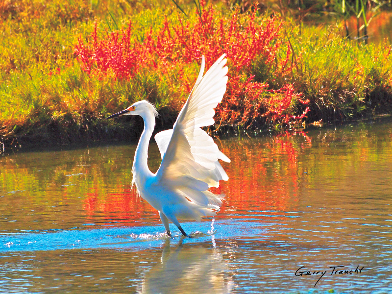 Egrets only: The photography of Gerry Traucht