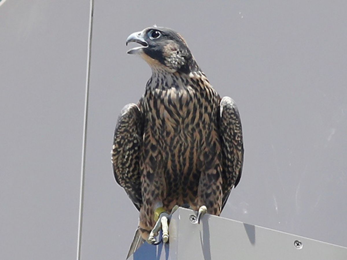 Lindsay, one of two falcons hatched in May, is found dead