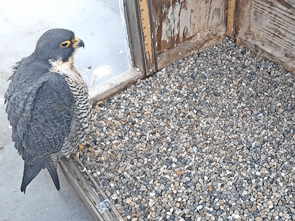 Experts ‘flabbergasted’ as Annie the falcon calmly returns to Berkeley’s Campanile