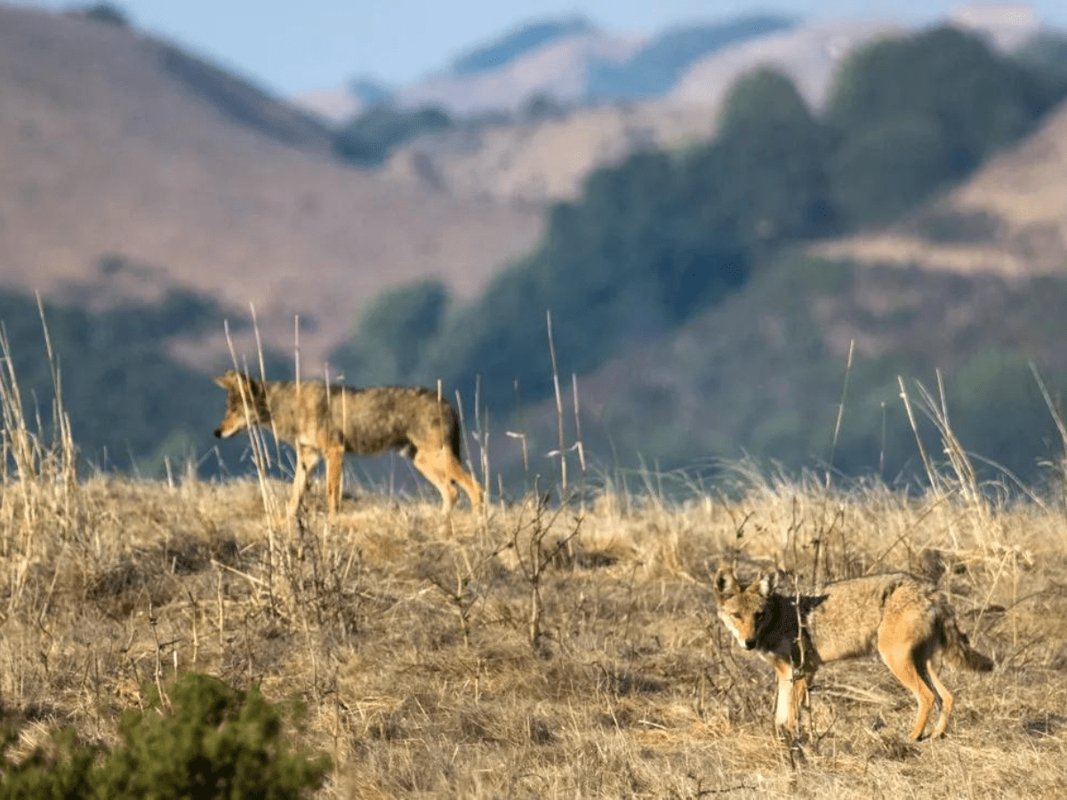 3 big studies on East Bay’s creatures, plants and wildfire risk